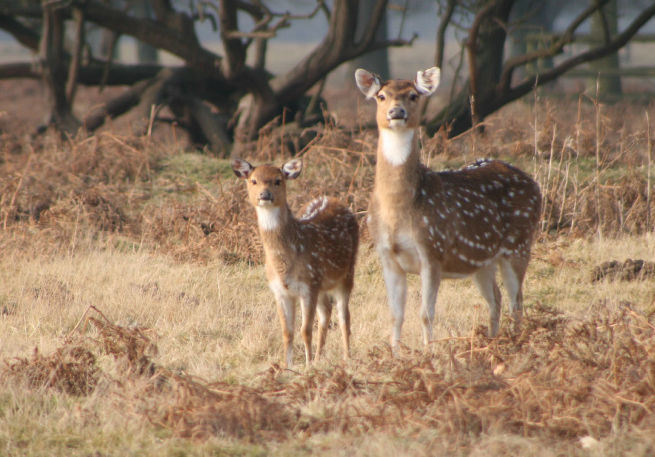 Axis---Chital-. Axis-Chital