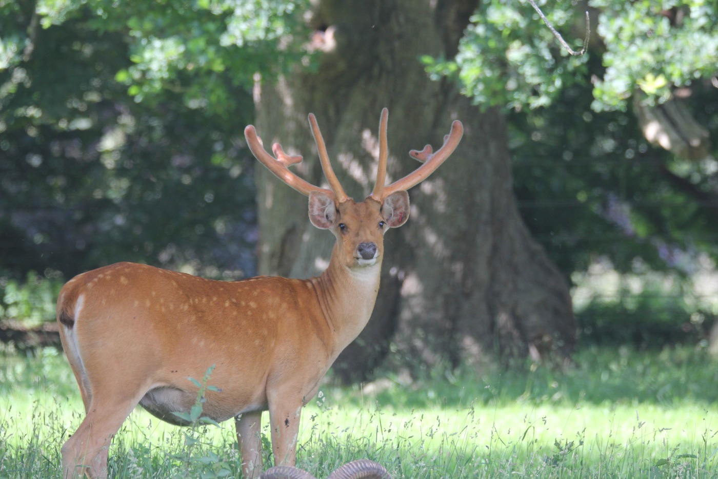 Barasingha (2) Axis-Chital