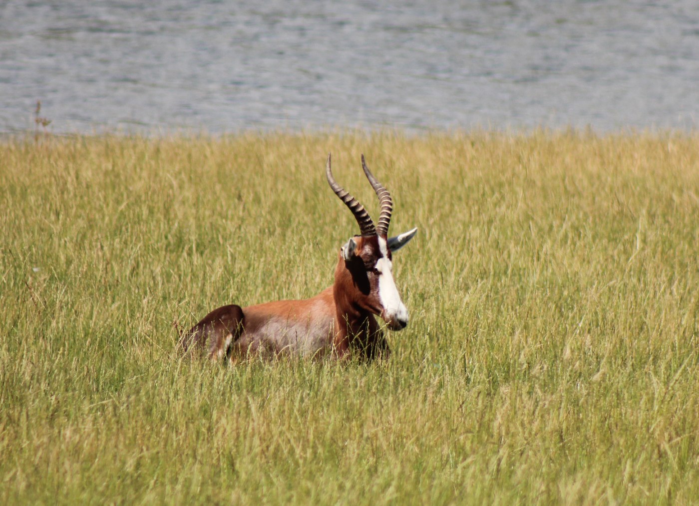 Blesbok Axis-Chital