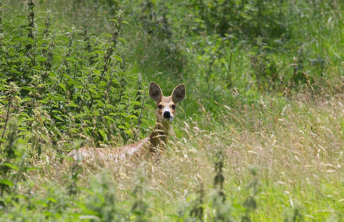 CWD (4) Axis-Chital
