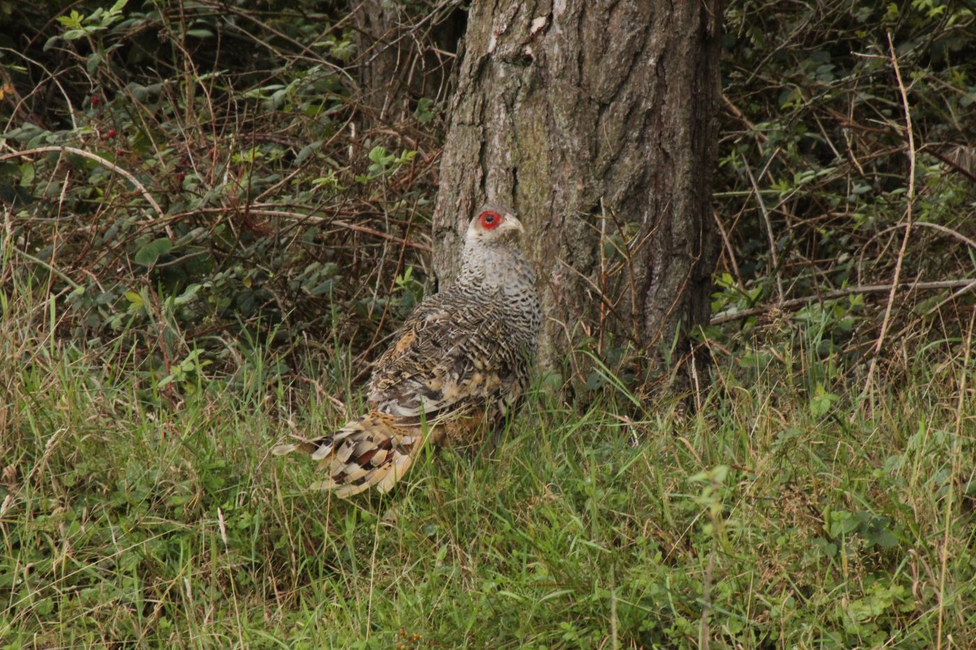 Cheers Pheasant Axis-Chital