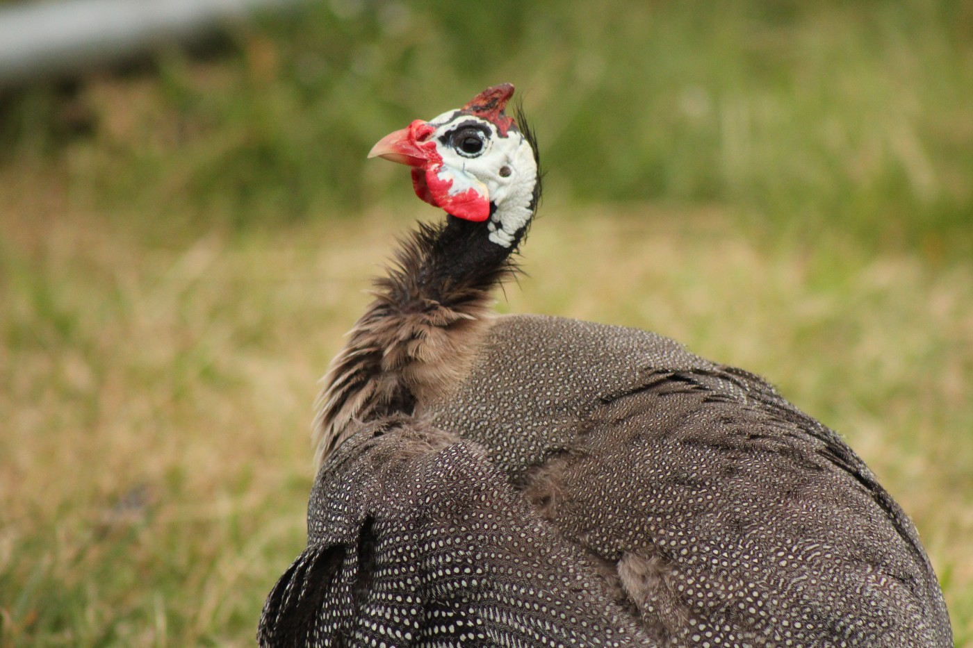 Guineafowl Axis-Chital