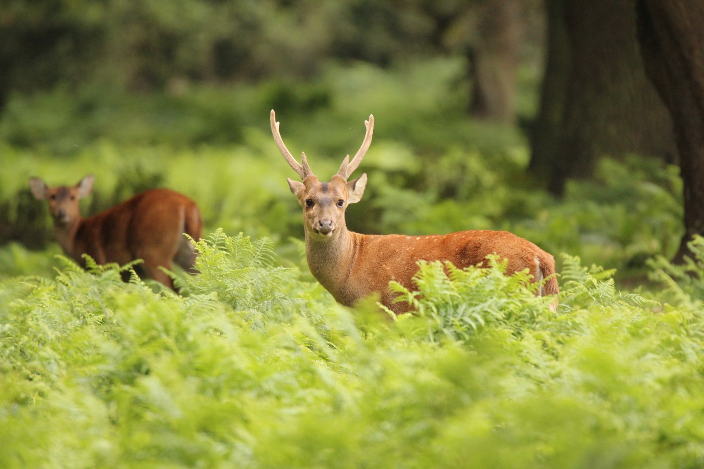 Hog Deer Axis-Chital