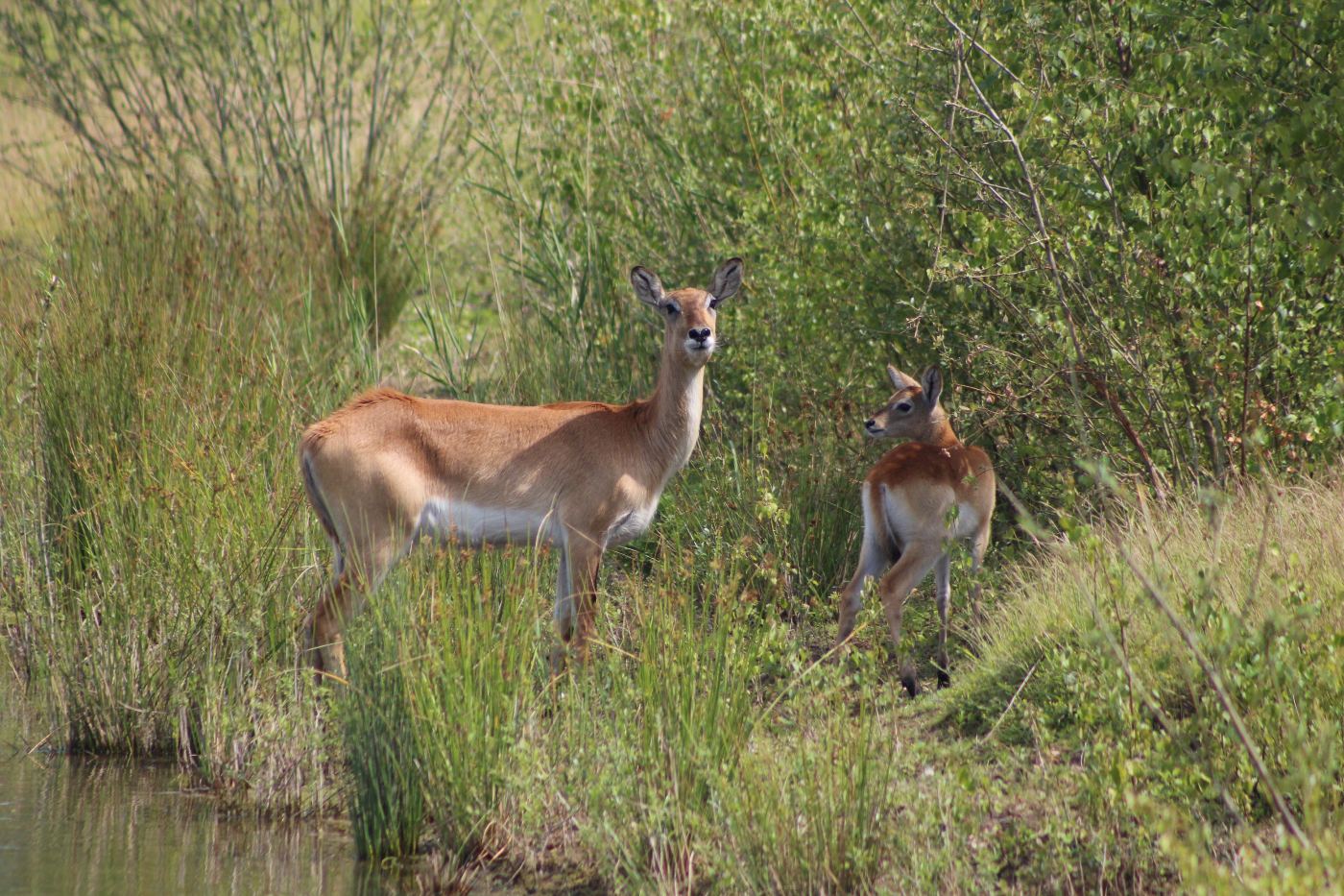 Kafue Flats Lechwe Axis-Chital