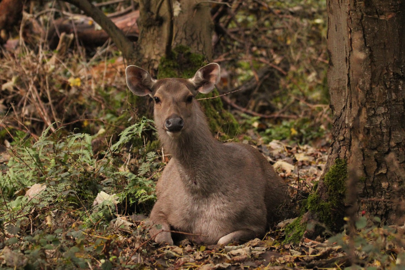 Malayan Sambar Axis-Chital