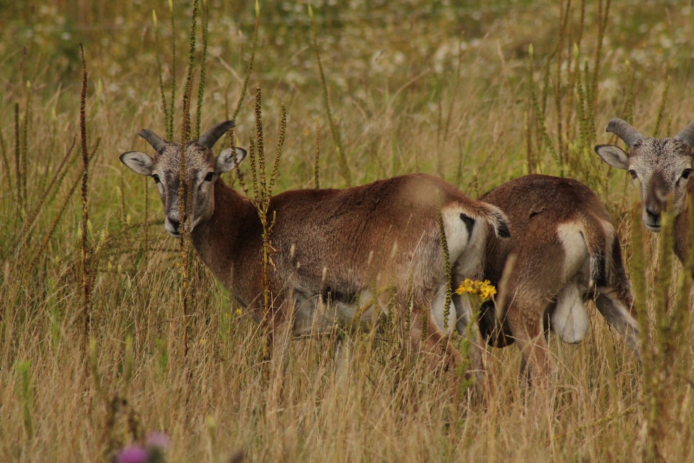 Mouflon Axis-Chital