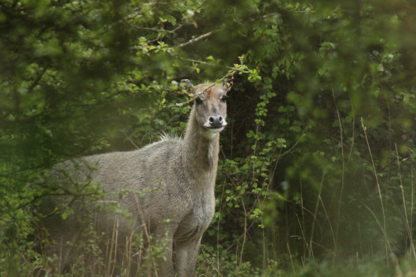 Nilgai Axis-Chital