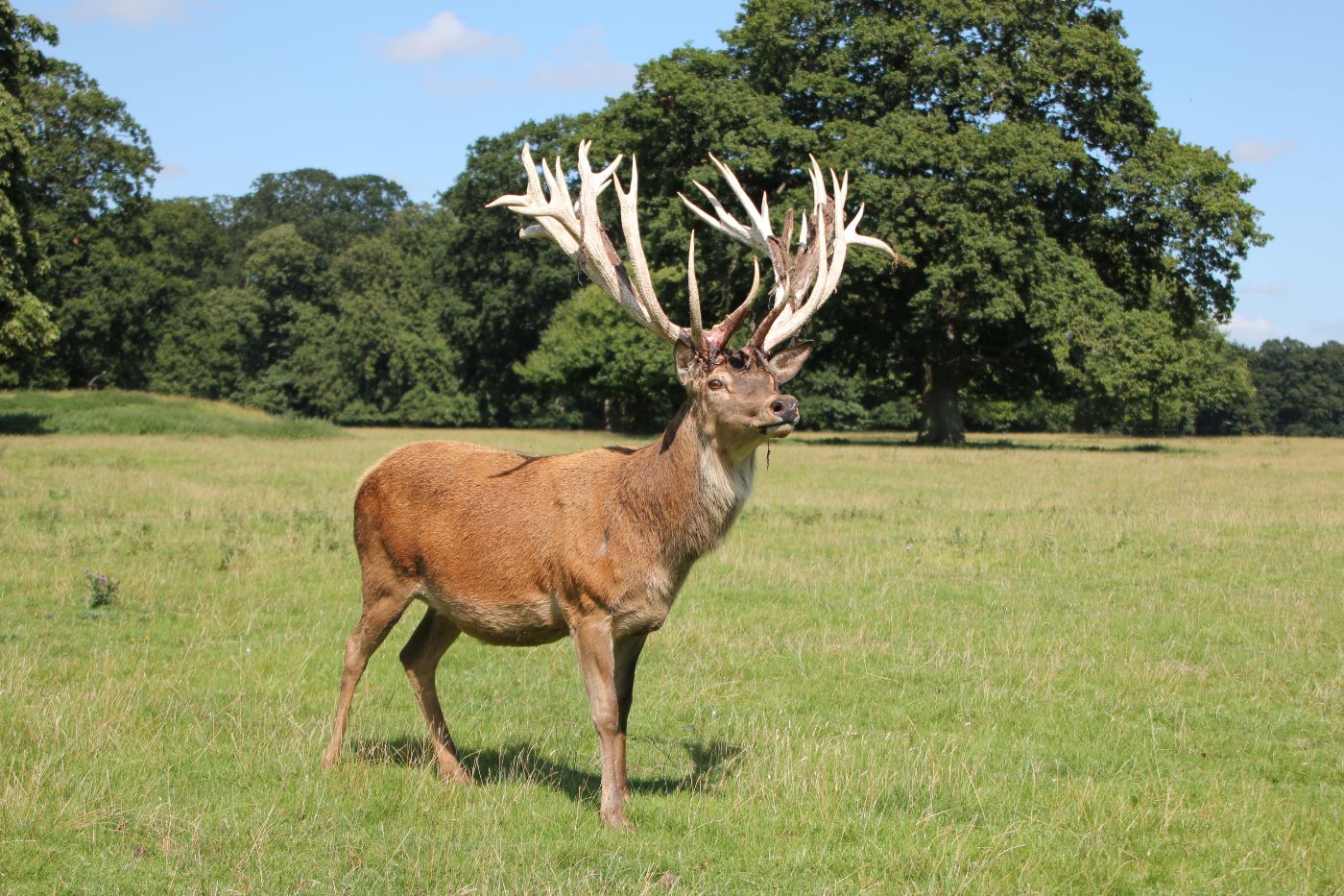 Red Deer Axis-Chital