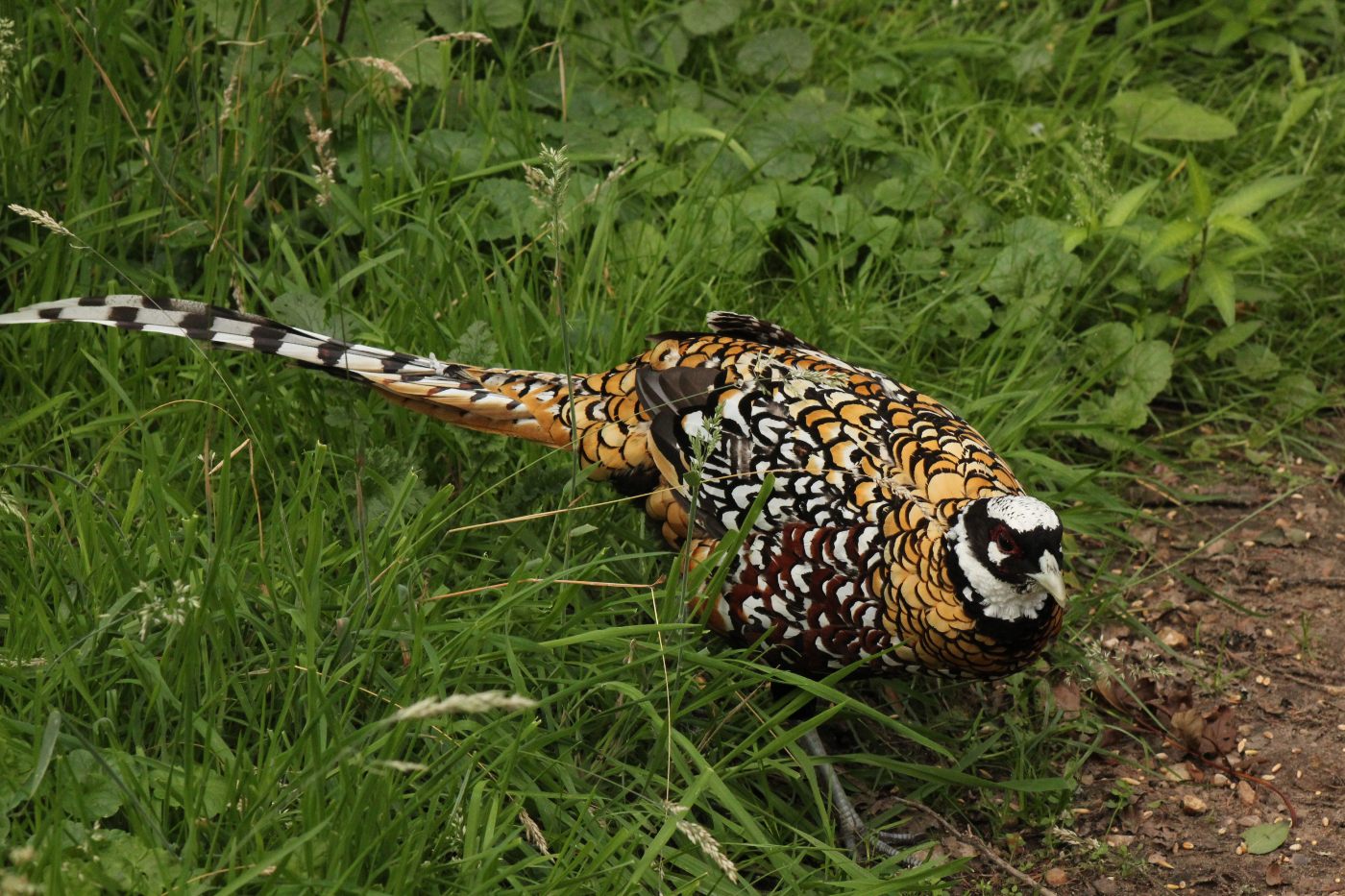 Reeves Pheasant Axis-Chital