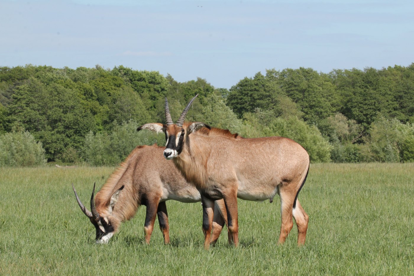 Roan Axis-Chital