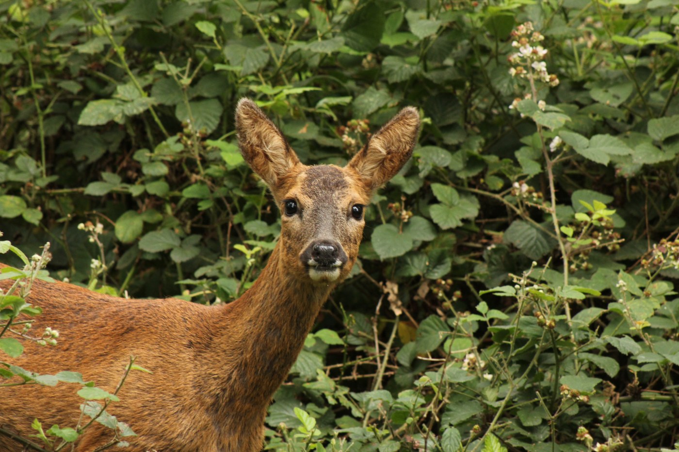 Roe deer Axis-Chital