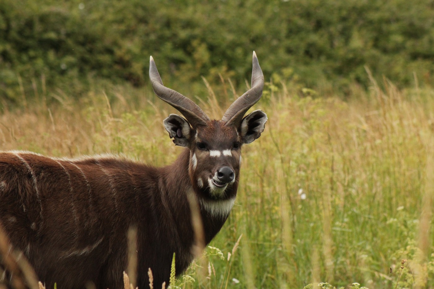 Sitatunga Axis-Chital