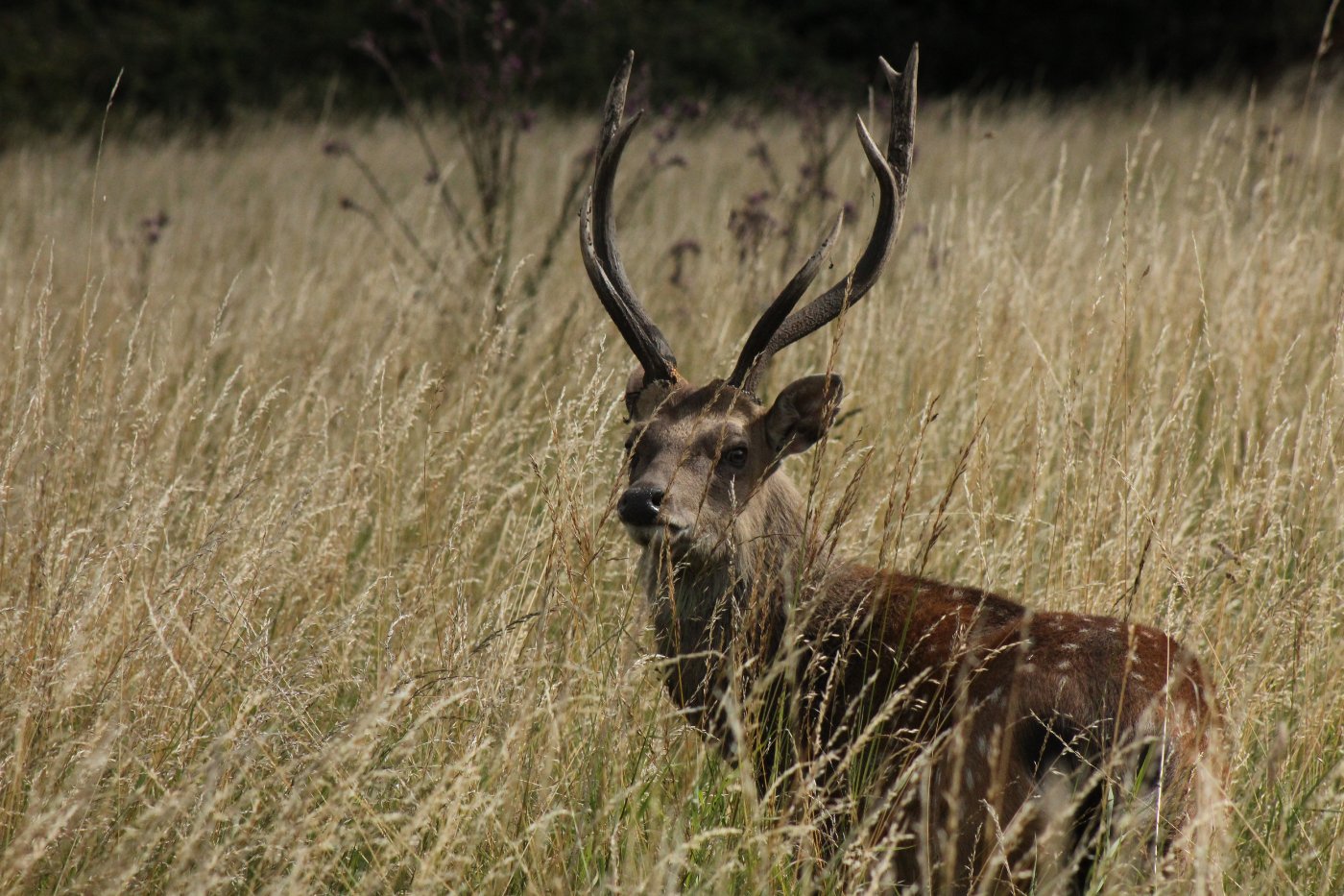 Vietnamese Sika Axis-Chital