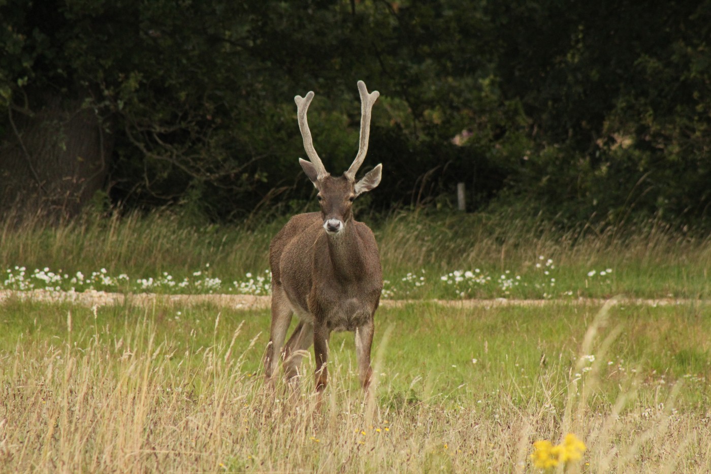 White Lipped Deer Axis-Chital