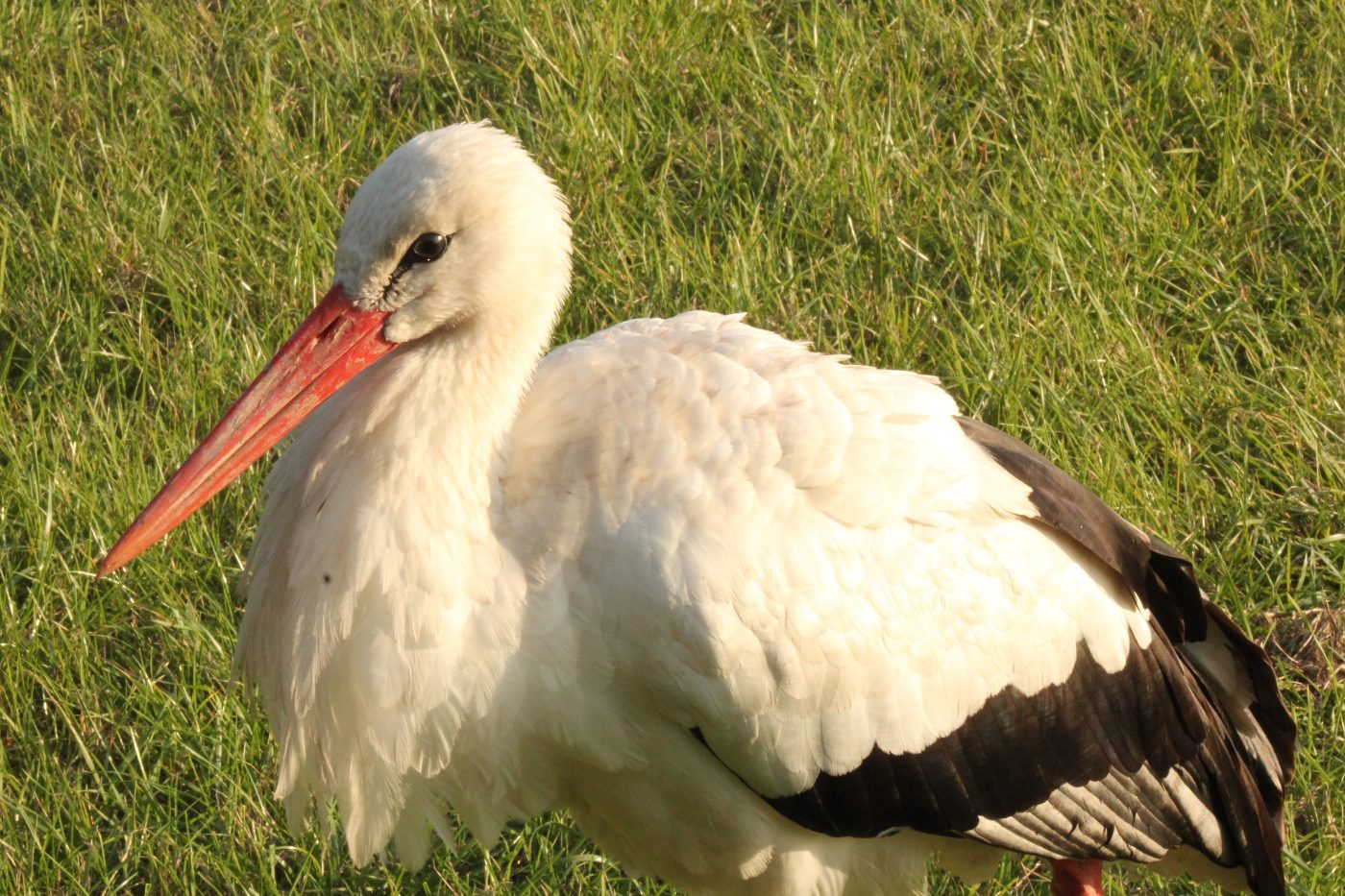 White Stork Axis-Chital