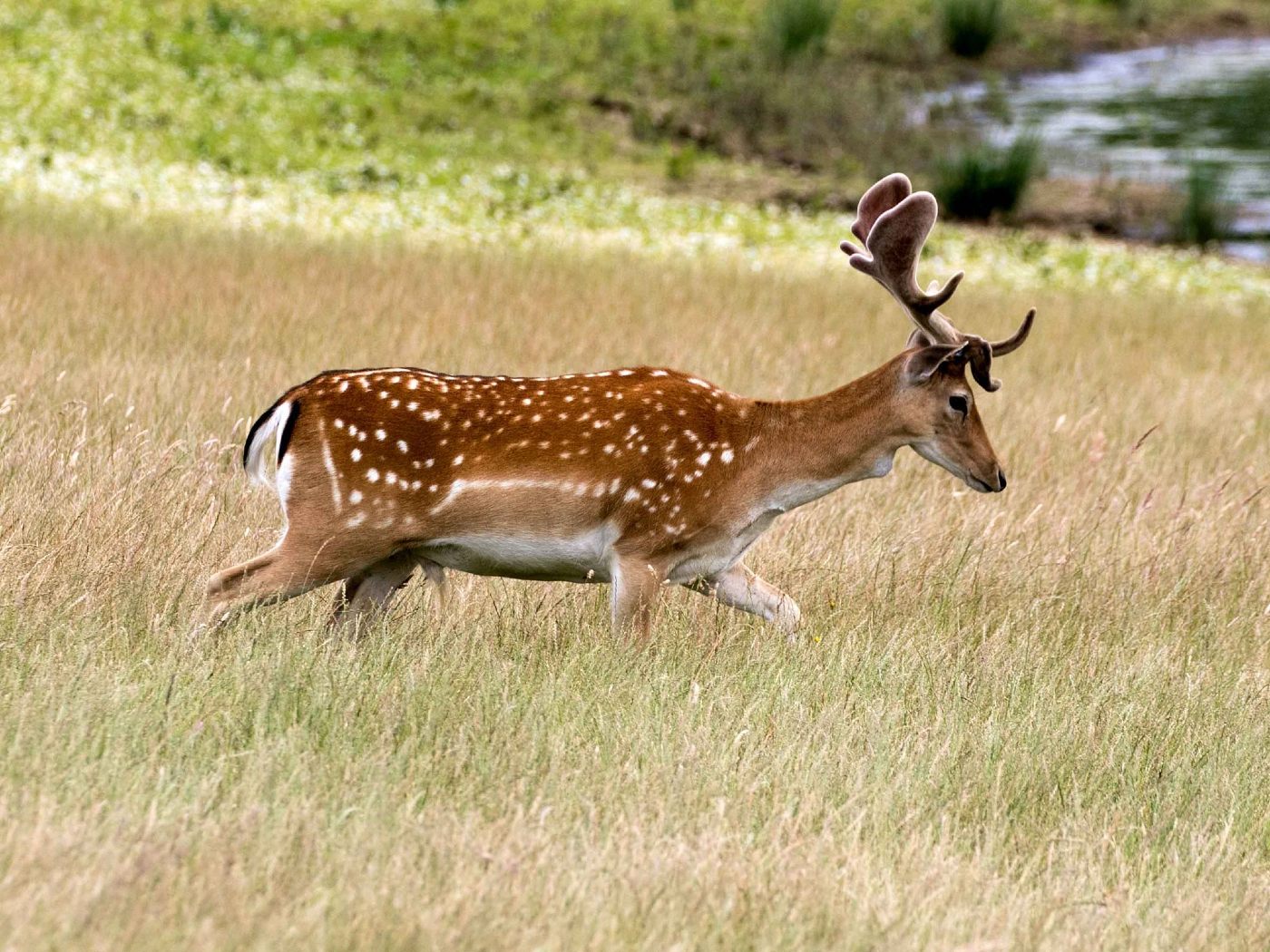 fallow deer Axis-Chital