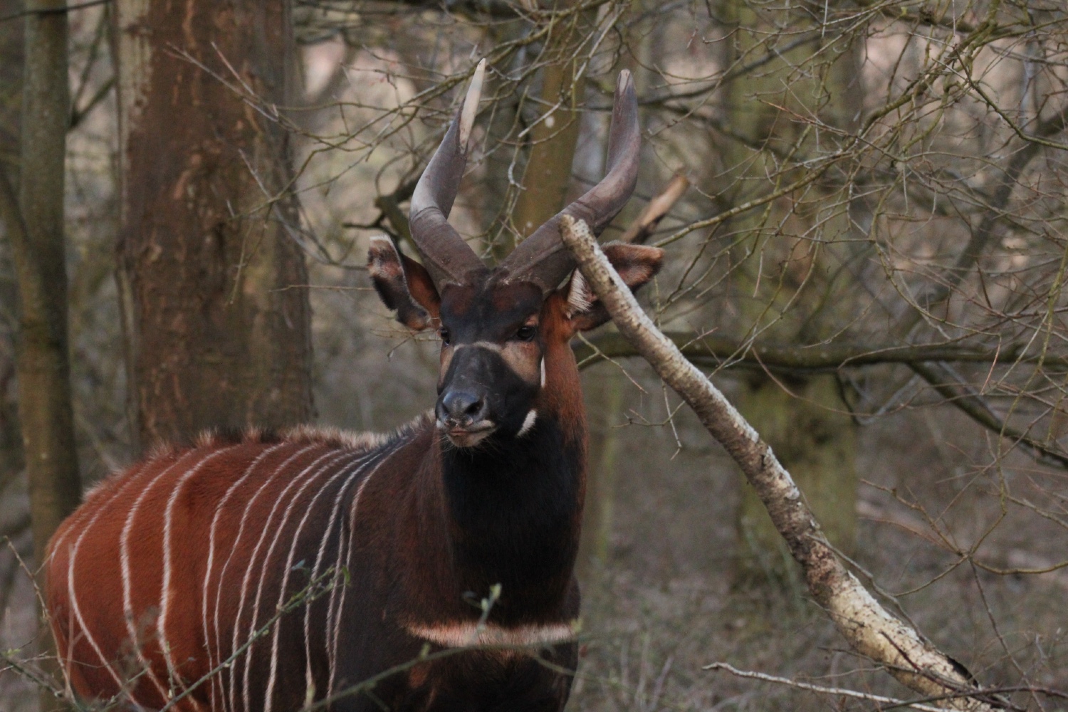Bongo Web Header Axis-Chital