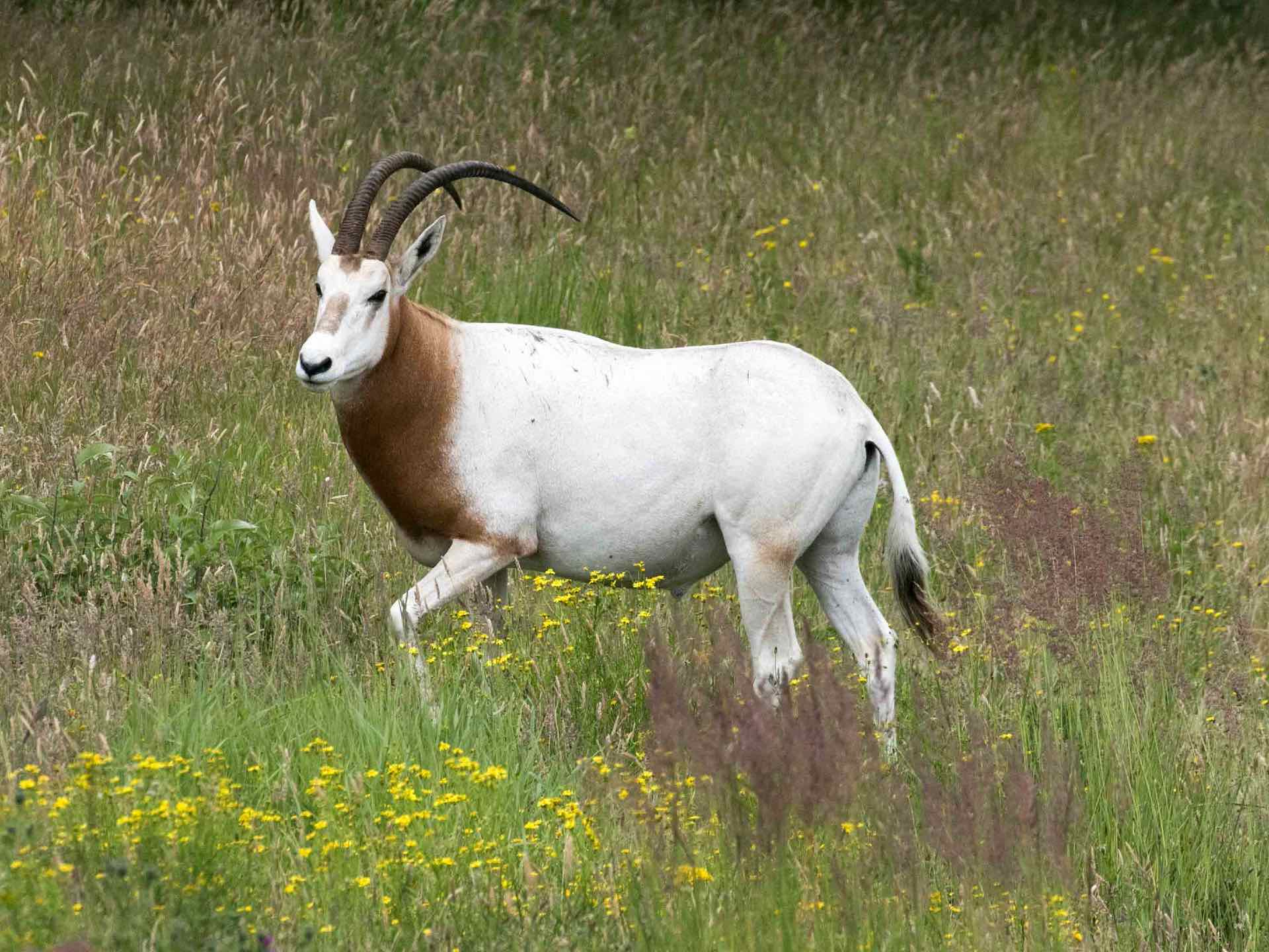 Scimitar-horned Oryx Web Header Axis-Chital