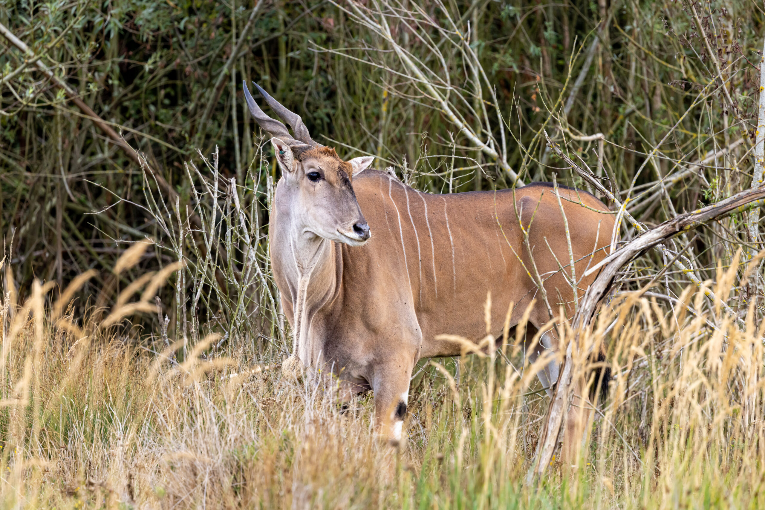 This Season's Summer Style Dusky Dewlaps! Watatunga Holidays In
